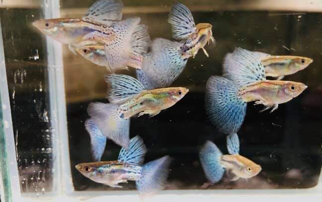 Live Fancy Guppy Fish Premium Quality Blue Grass High Dorsal (CGP-024)