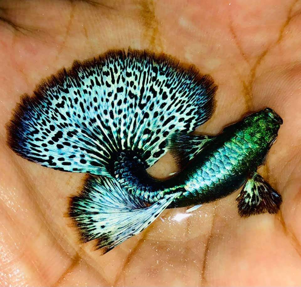 Live Fancy Guppy Fish Premium Quality Blue/Green Dragon Big Ear (CGP-019)