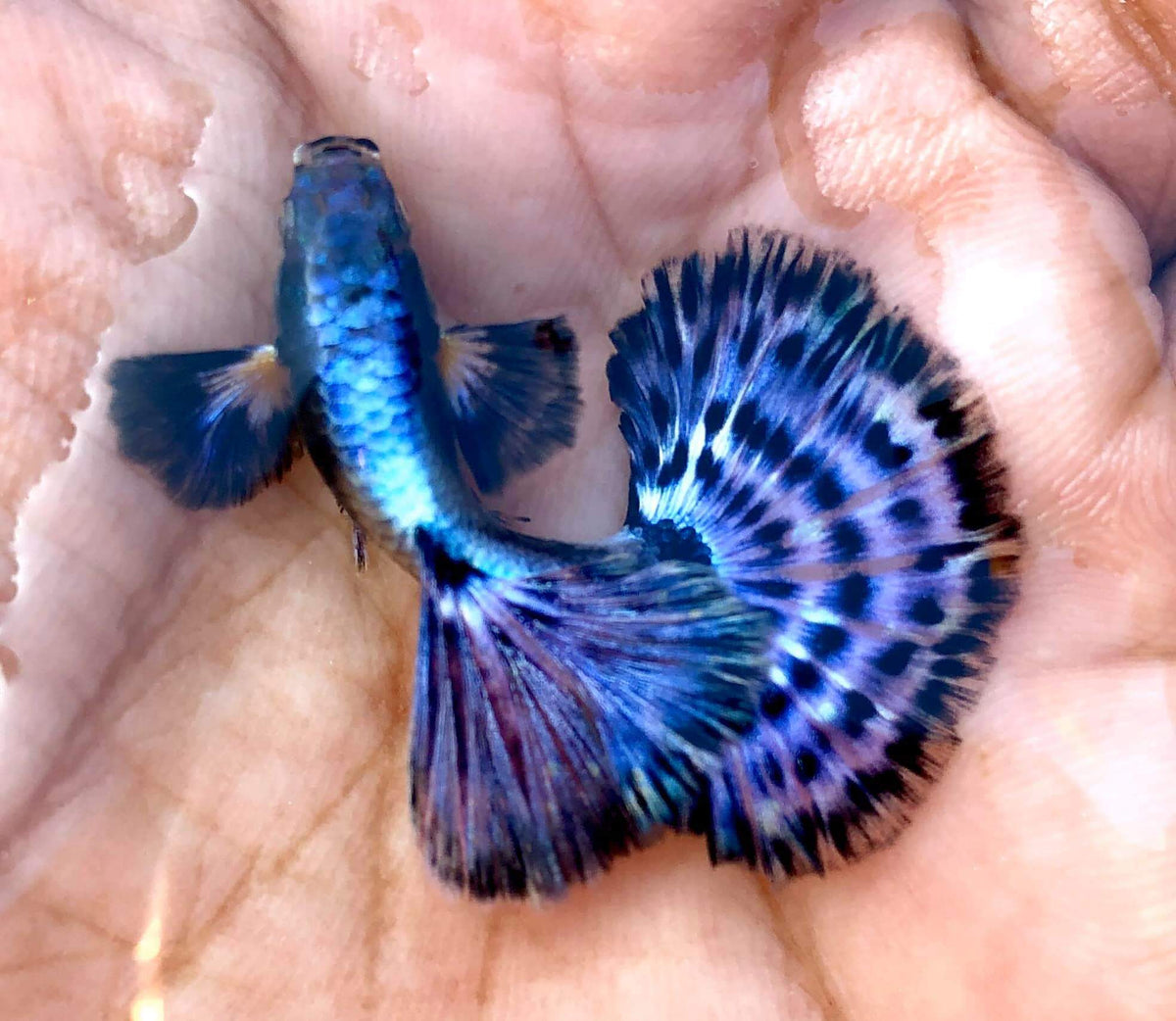Live Fancy Guppy Fish Premium Quality Big Ear Lavender Mosaic XL (CGP-021)