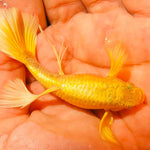 Live Fancy Guppy Fish Premium Quality Full Gold XL Size (CGP-016)