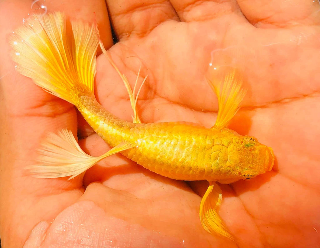 Live Fancy Guppy Fish Premium Quality Full Gold XL Size (CGP-016)