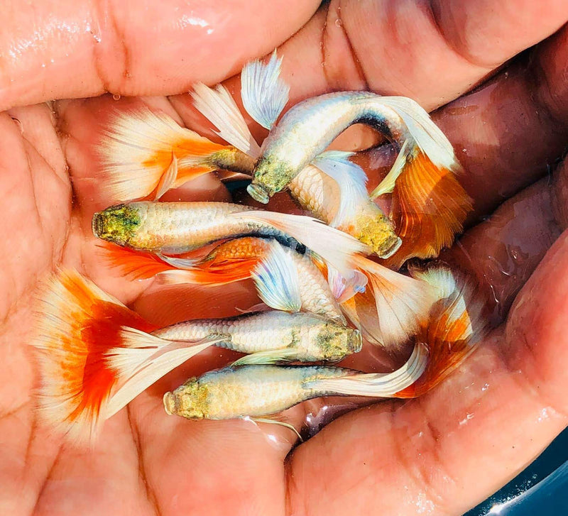 Coast Gem USA Show Quality Guppies pair and trio Guppy for sale