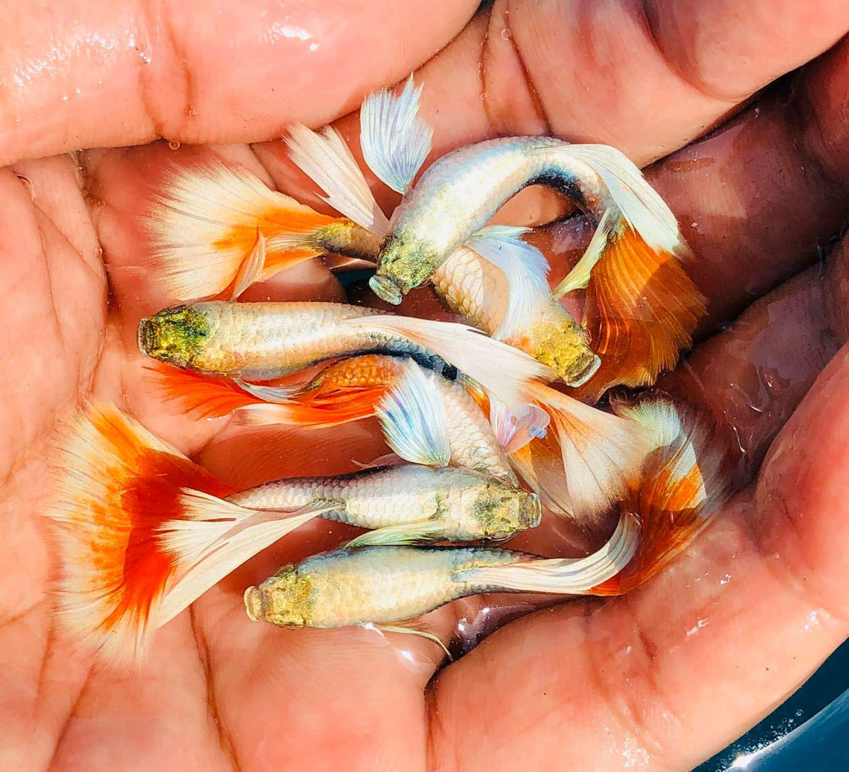 Live Fancy Guppy Fish Premium Quality Santa Big Ear (CGP-046)R5C12