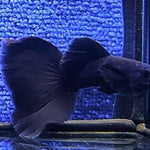 Live Fancy Guppy Fish Premium Quality Full Black Moscow (CGP-017) - Coast Gem USA