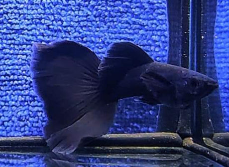 Live Fancy Guppy Fish Premium Quality Full Black Moscow (CGP-017) - Coast Gem USA