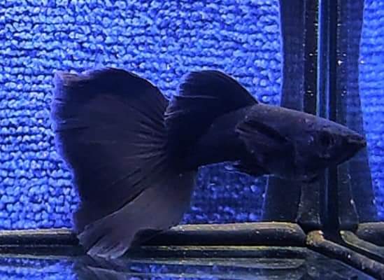 Live Fancy Guppy Fish Premium Quality Full Black Moscow (CGP-017)