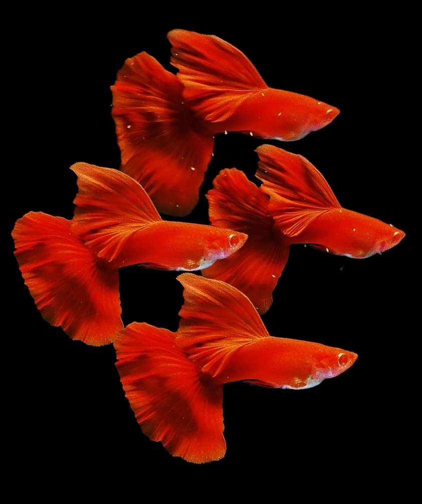 Live Fancy Guppy Fish Premium Quality Albino High Dorsal Full Red (CGP-001) - Coast Gem USA