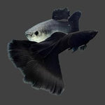 Live Fancy Guppy Fish Premium Quality Full Black Moscow (CGP-017) - Coast Gem USA