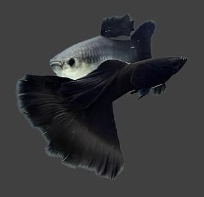 Live Fancy Guppy Fish Premium Quality Full Black Moscow (CGP-017)