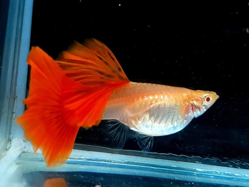 Live Fancy Guppy Fish Premium Quality Albino High Dorsal Full Red (CGP-001)