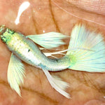 Live Fancy Guppy Fish Premium Quality German White Ribbon XL Size (CGP-061)