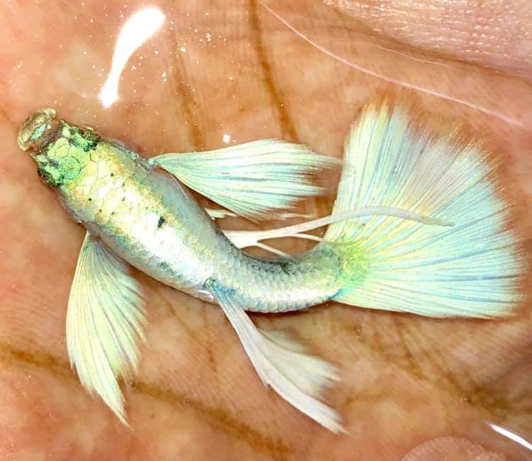 Live Fancy Guppy Fish Premium Quality German White Ribbon XL Size (CGP-061)