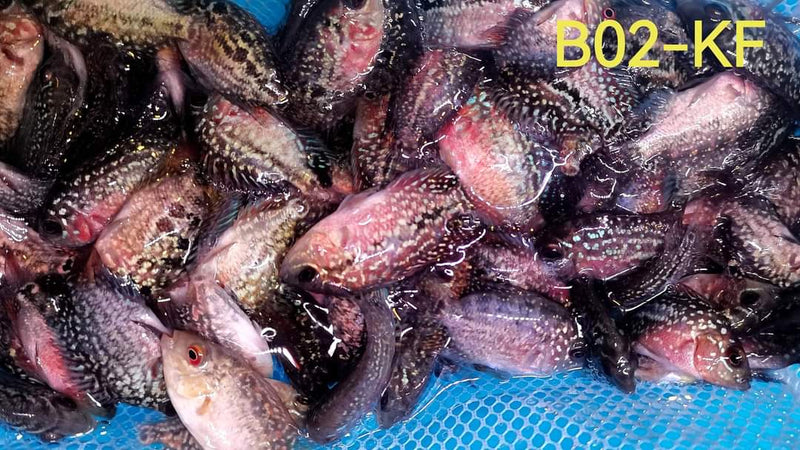 (SxB-KF) Super Pearly Kamfa Fry Flowerhorn