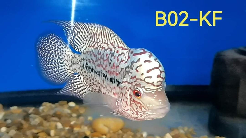 (SxB-KF) Super Pearly Kamfa Fry Flowerhorn