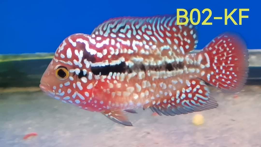 (SxB-KF) Super Pearly Kamfa Fry Flowerhorn