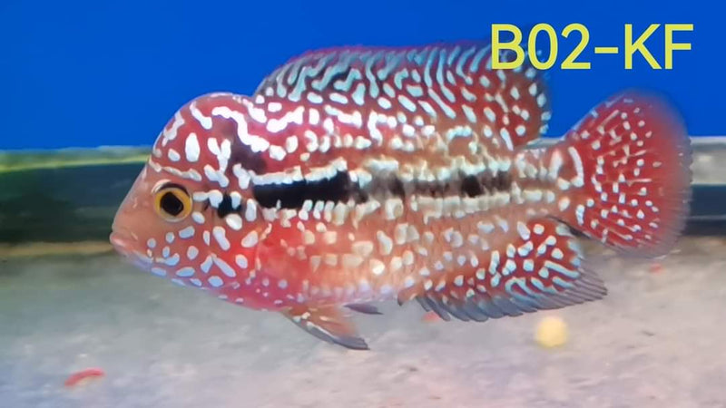 (SxB-KF) Super Pearly Kamfa Fry Flowerhorn