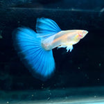 Live Fancy Guppy Fish Premium Quality Albino Blue Big Tail (CGP-003)