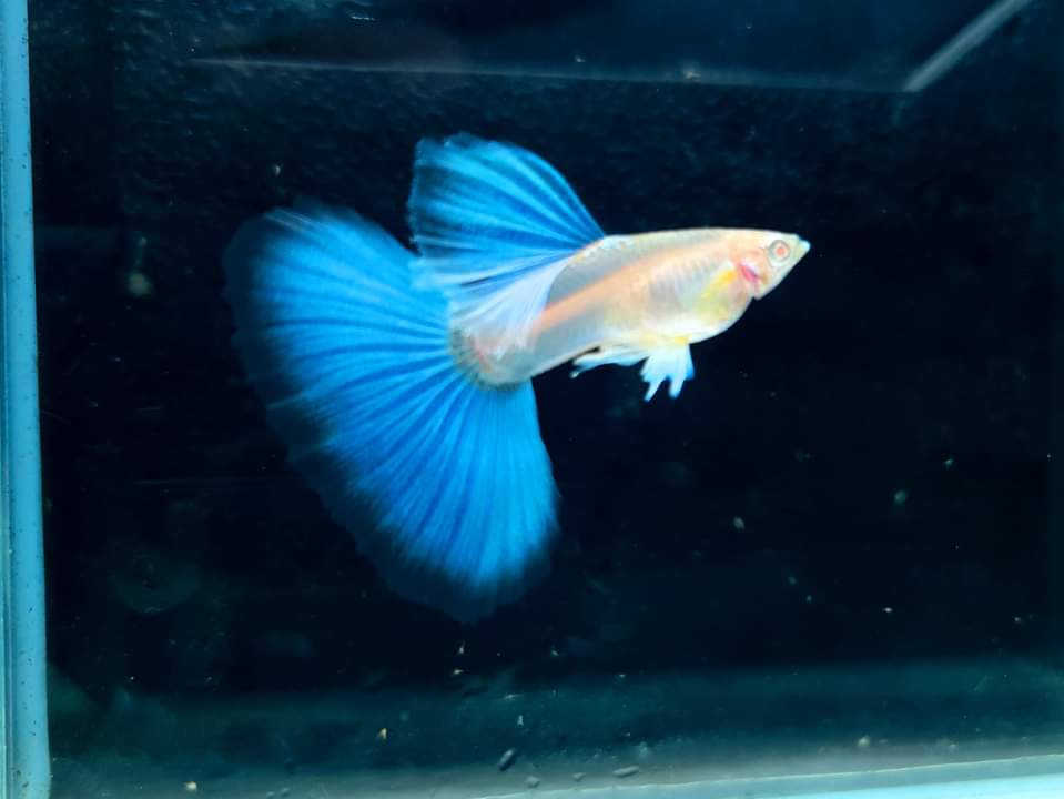Live Fancy Guppy Fish Premium Quality Albino Blue Big Tail (CGP-003)