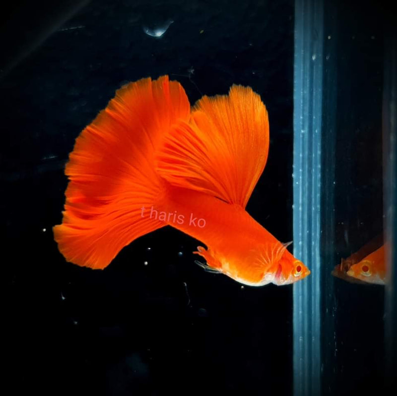 Live Fancy Guppy Fish Premium Quality Albino High Dorsal Full Red (CGP-001)