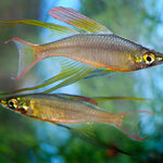 Live Freshwater Tropical Fish Featherfin Rainbowfish 1.50 inch