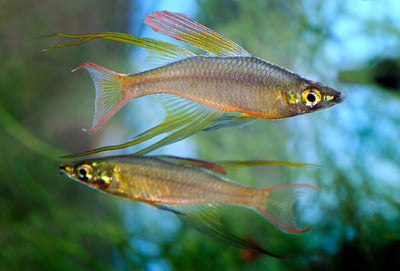 Live Freshwater Tropical Fish Featherfin Rainbowfish 1.50 inch