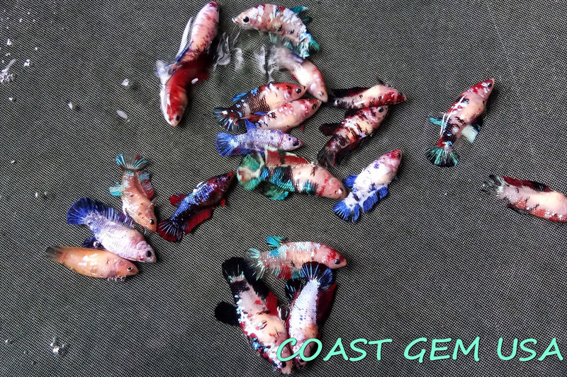 Pack of 10 - Live Betta Fish - Female Betta for HMPK Galaxy Koi Pack of 10 - Live Betta Fish - Female Betta for HMPK Galaxy Koi