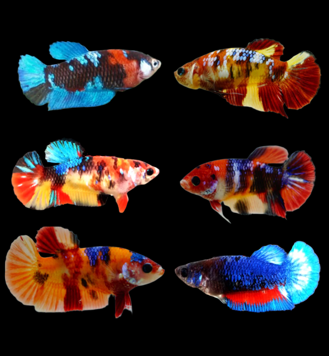 Live Betta Fish Koi Mix Color Plakat Sorority Group | BUY 4 GET 1 FREE! (CBG-001) - Coast Gem USA