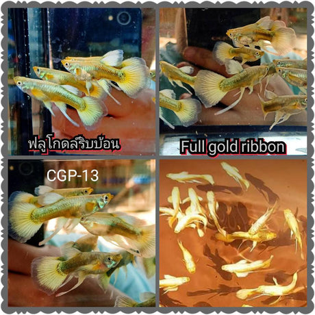 Full Gold Ribbon Guppy