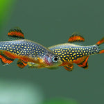 celestial-pearl-danio-celestichthys-margaritatus