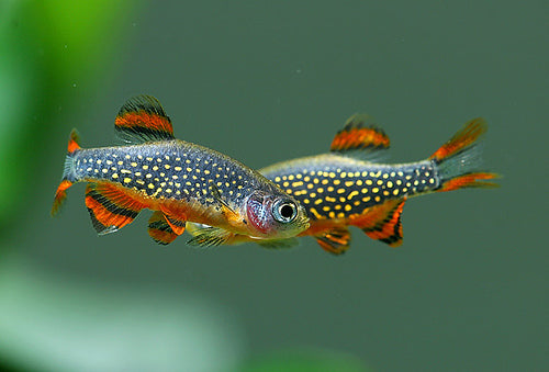 celestial-pearl-danio-celestichthys-margaritatus