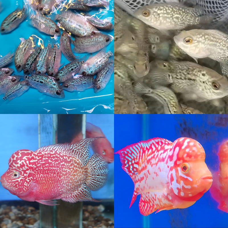 Live Freshwater Golden Base Kamfa Fry 1.00-2.00" Flowerhorn by Snow X Breed Thailand
