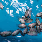 Live Freshwater Golden Base Kamfa Fry 1.00-2.00" Flowerhorn by Snow X Breed Thailand