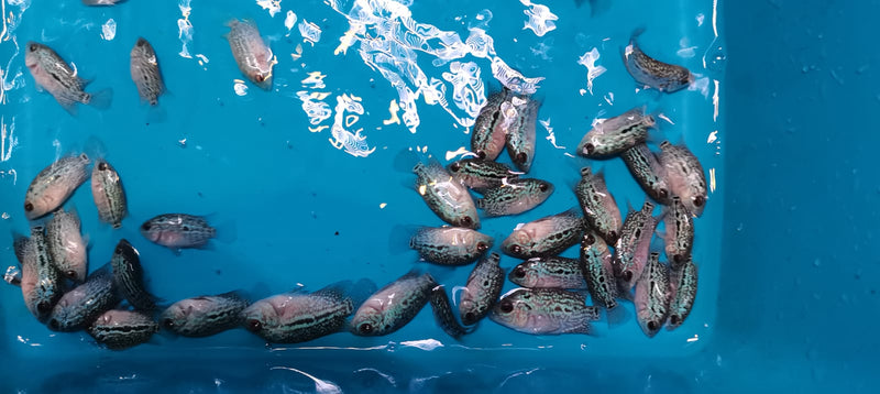 Live Freshwater Golden Base Kamfa Fry 1.00-2.00" Flowerhorn by Snow X Breed Thailand