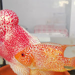 Live Freshwater Golden Base Kamfa Fry 1.00-2.00" Flowerhorn by Snow X Breed Thailand