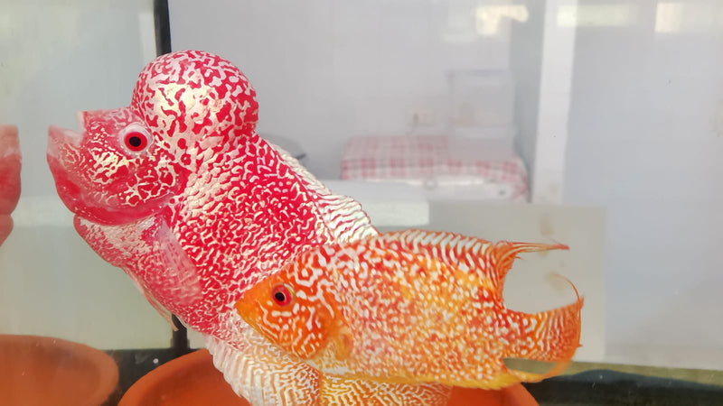 Live Freshwater Golden Base Kamfa Fry 1.00-2.00" Flowerhorn by Snow X Breed Thailand