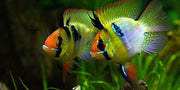 	Balloon German Blue Ram ( Microgeophagus Ramirezi )