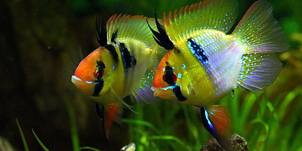 	Balloon German Blue Ram ( Microgeophagus Ramirezi )