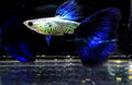 Live Fancy Guppy Fish Premium Quality Snake Skin/Galaxy Big Black Tail (CGP-108)