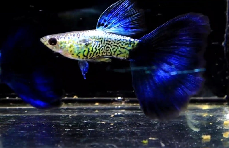  Snake Skin/Galaxy Big Black Tail guppy