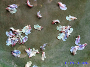 Female Betta Fish Mixed Dumbo Halfmoon Sorority