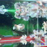 Female Betta Fish Mixed Dumbo Halfmoon Sorority