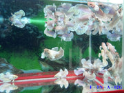 Female Betta Fish Mixed Dumbo Halfmoon Sorority