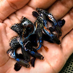 Live Fancy Guppy Fish Premium Quality Dumbo Ear Dark Dragon (CGP-062)