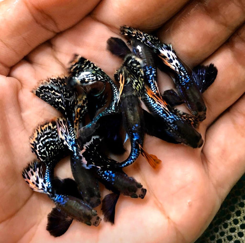 Live Fancy Guppy Fish Premium Quality Dumbo Ear Dark Dragon (CGP-062)