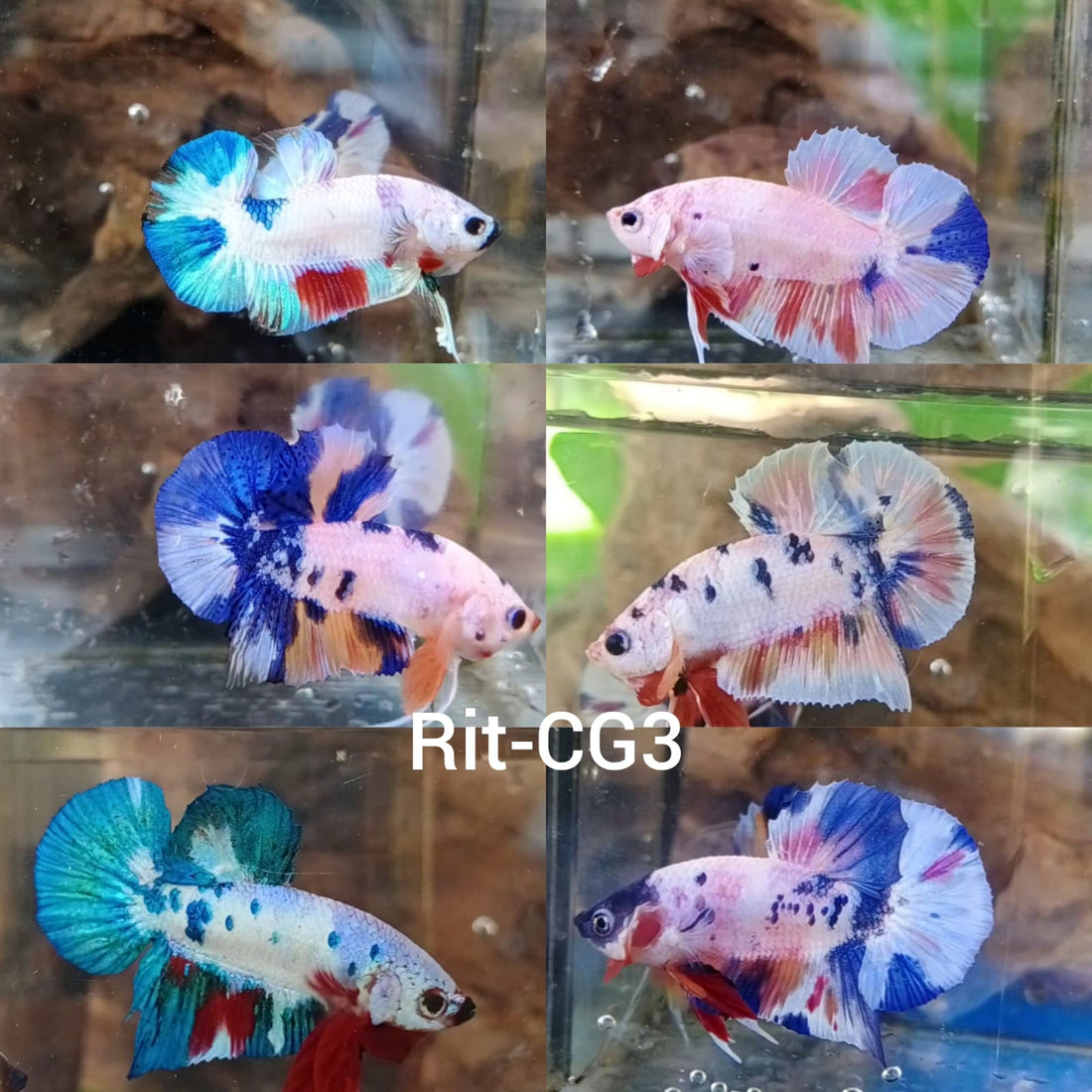 (CBR-02) Mixed Plakat Male Fancy Candy/Platinums