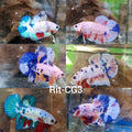 (CBR-02) Mixed Plakat Male Fancy Candy/Platinums