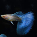 Live Fancy Guppy Fish Premium Quality Albino Blue Big Tail (CGP-003)
