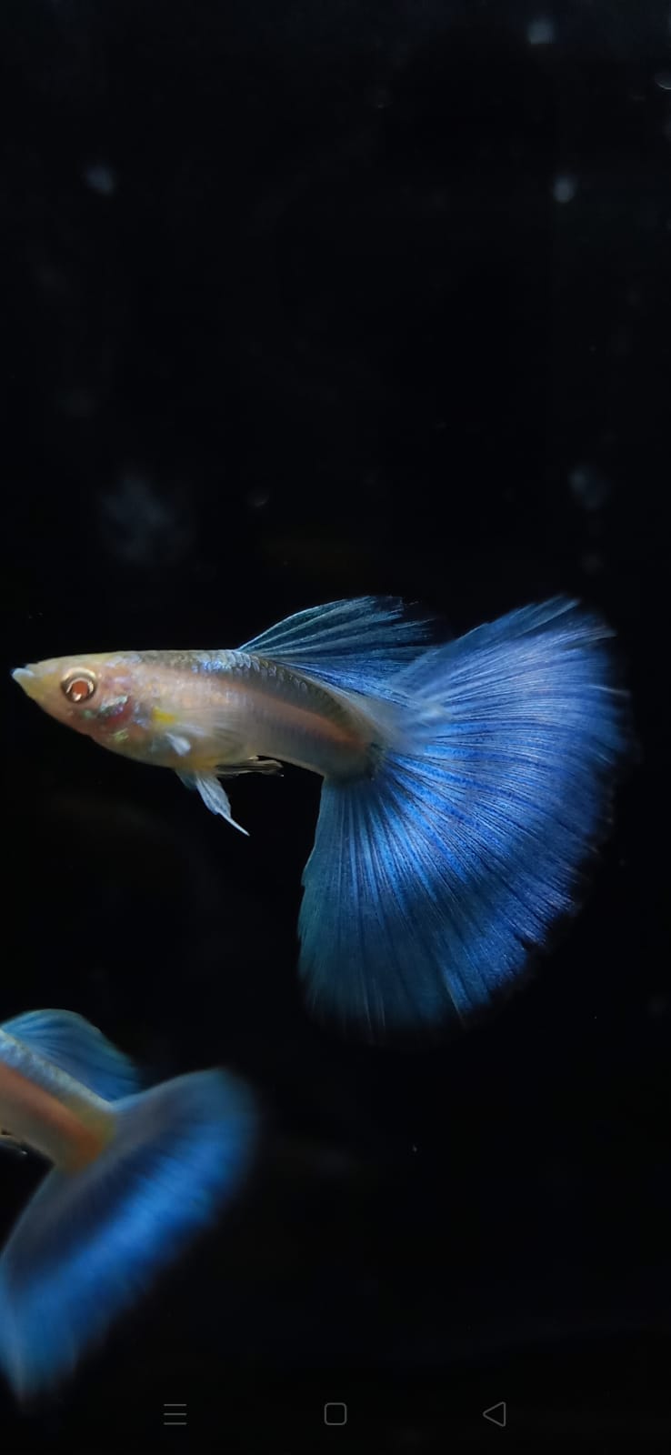 Live Fancy Guppy Fish Premium Quality Albino Blue Big Tail (CGP-003)