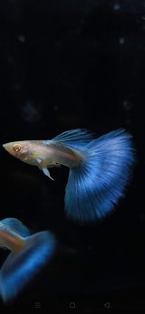 Live Fancy Guppy Fish Premium Quality Albino Blue Big Tail (CGP-003)