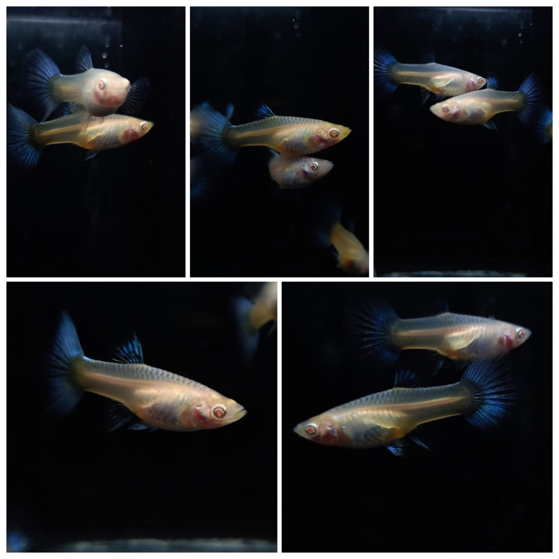 Live Fancy Guppy Fish Premium Quality Albino Blue Big Tail (CGP-003)